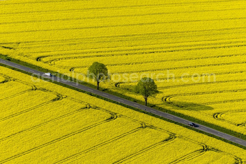 Aerial image Werl - Landscape green - yellow rape field - at Werl structures in North Rhine-Westphalia