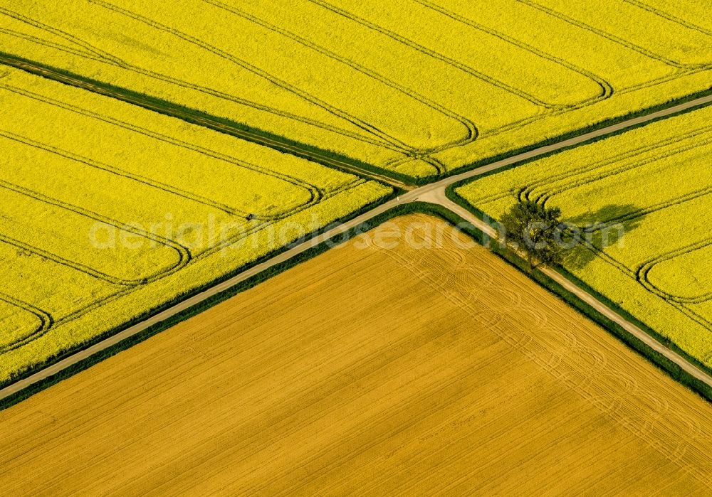 Werl from the bird's eye view: Landscape green - yellow rape field - at Werl structures in North Rhine-Westphalia