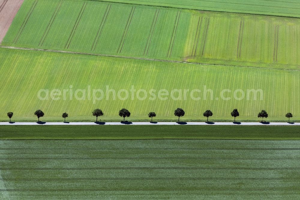 Aerial photograph Appenheim - Row of trees on a country road on a field edge in Appenheim in the state Rhineland-Palatinate, Germany