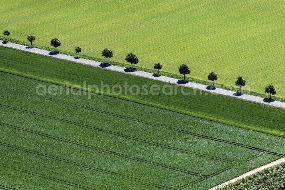 Appenheim from above - Row of trees on a country road on a field edge in Appenheim in the state Rhineland-Palatinate, Germany