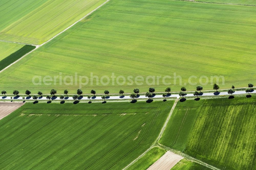 Appenheim from the bird's eye view: Row of trees on a country road on a field edge in Appenheim in the state Rhineland-Palatinate, Germany