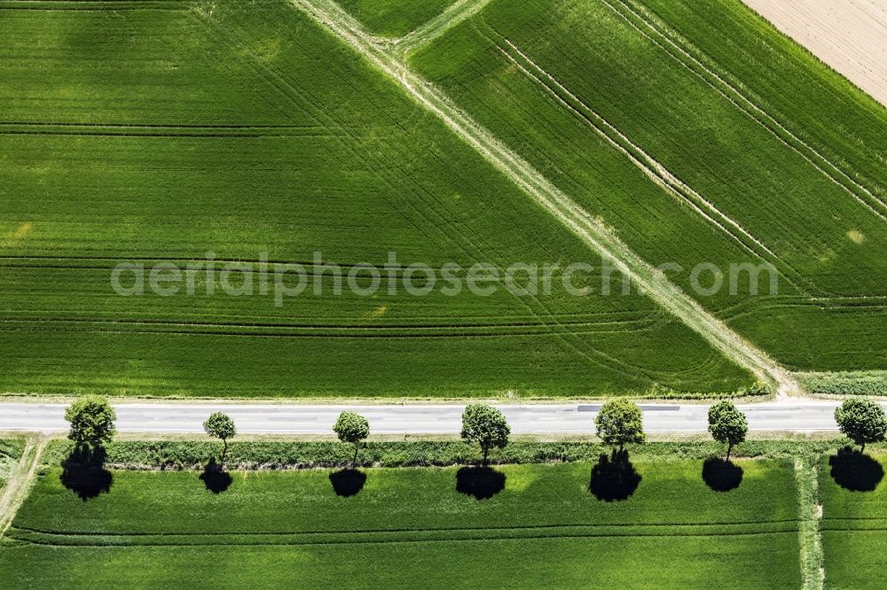 Aerial image Appenheim - Row of trees on a country road on a field edge in Appenheim in the state Rhineland-Palatinate, Germany