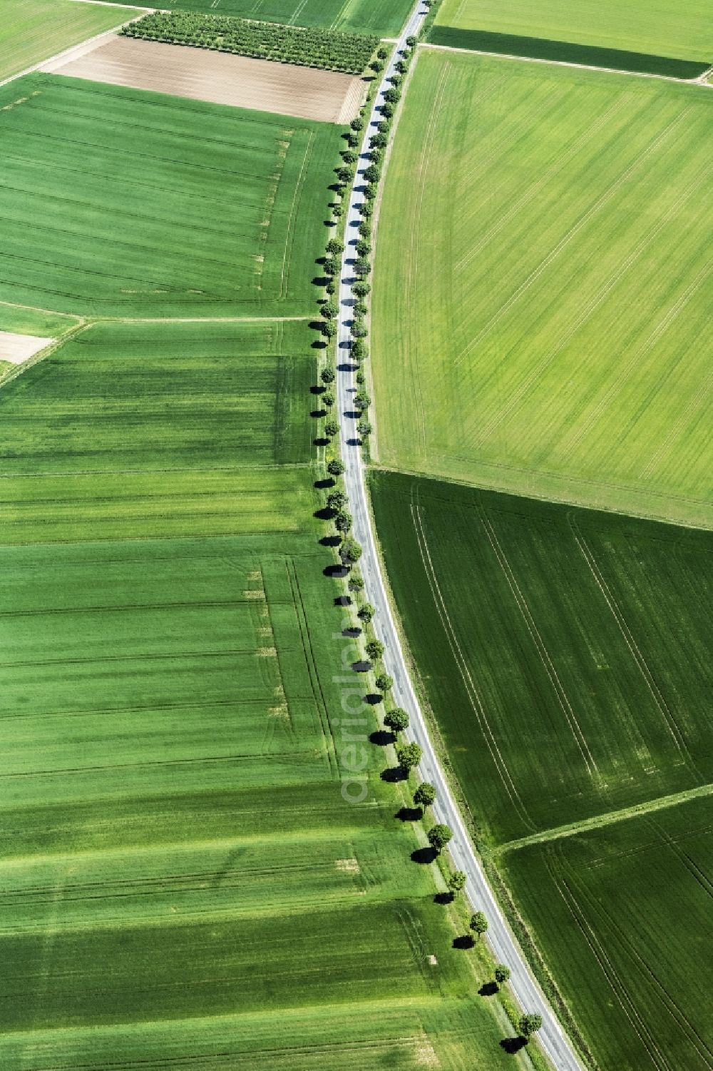 Aspisheim from the bird's eye view: Row of trees on a country road on a field edge in Aspisheim in the state Rhineland-Palatinate, Germany