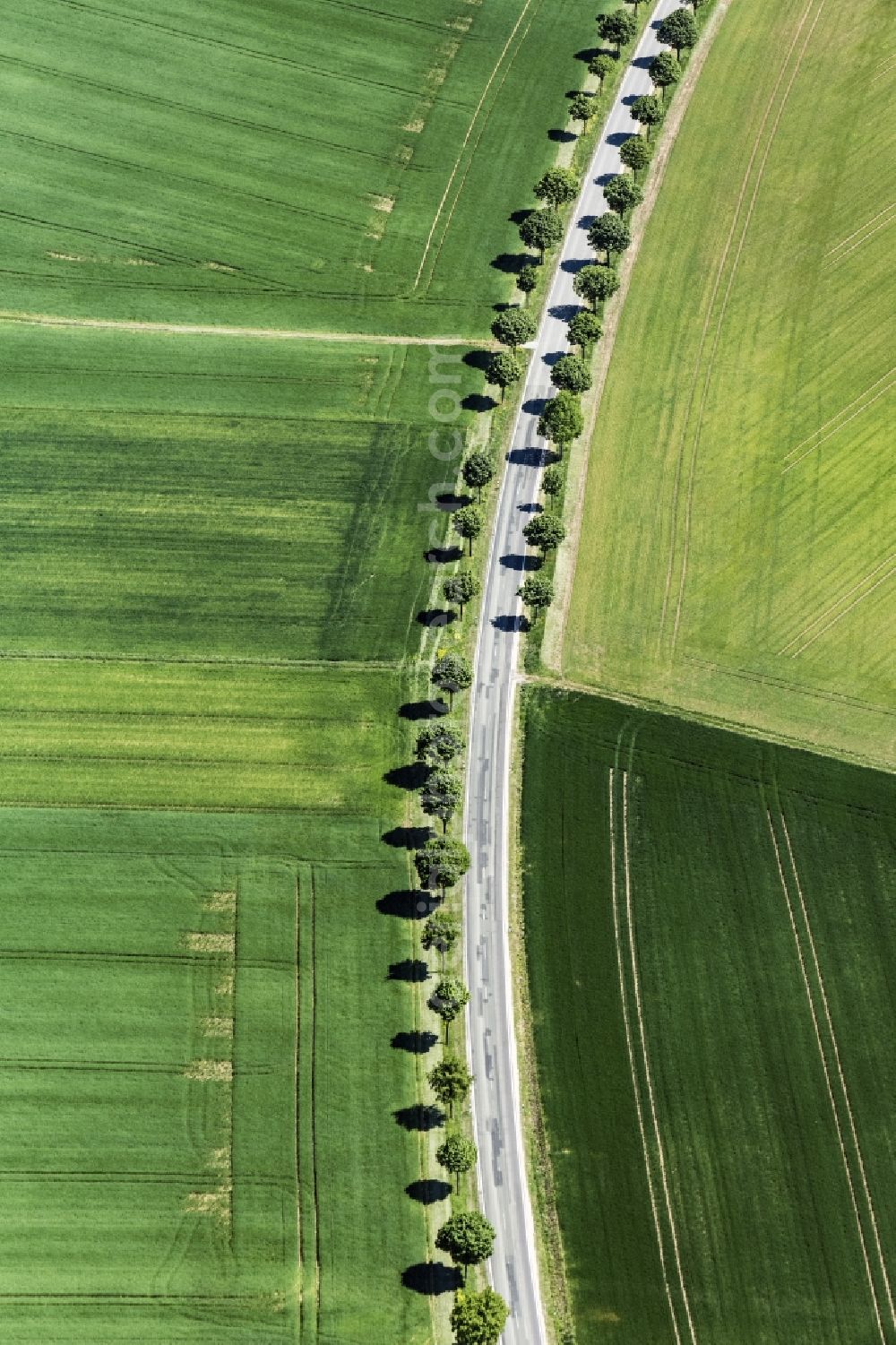 Aerial image Aspisheim - Row of trees on a country road on a field edge in Aspisheim in the state Rhineland-Palatinate, Germany