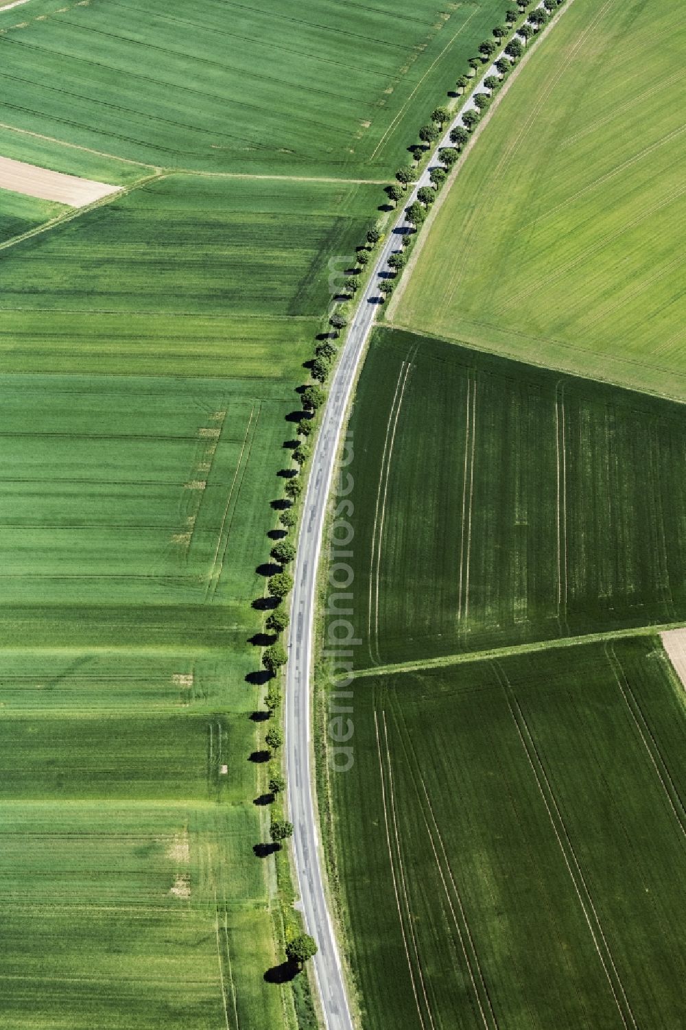 Aspisheim from above - Row of trees on a country road on a field edge in Aspisheim in the state Rhineland-Palatinate, Germany