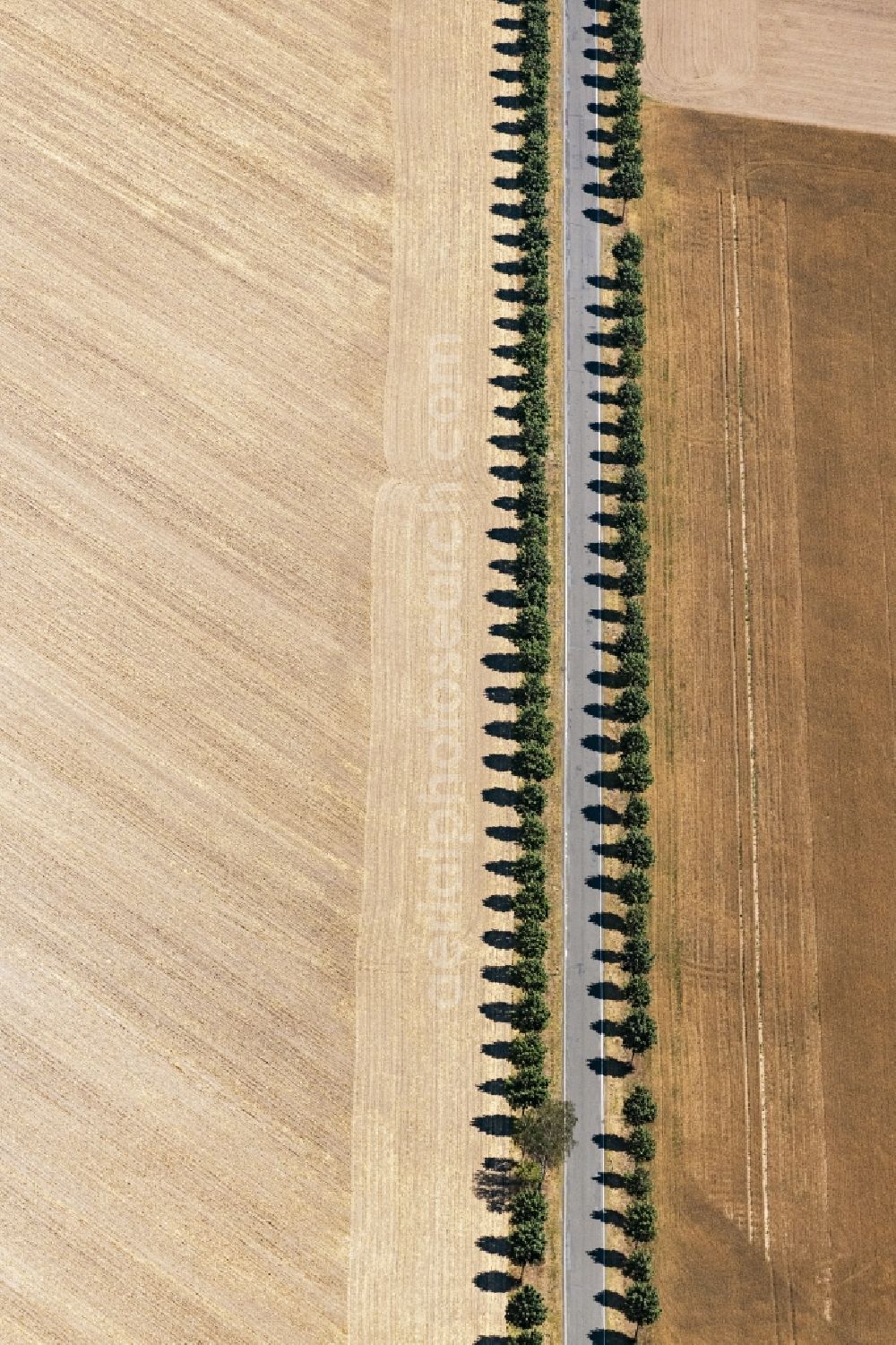 Bautzen from above - Row of trees on a country road on a field edge in Bautzen in the state Saxony, Germany