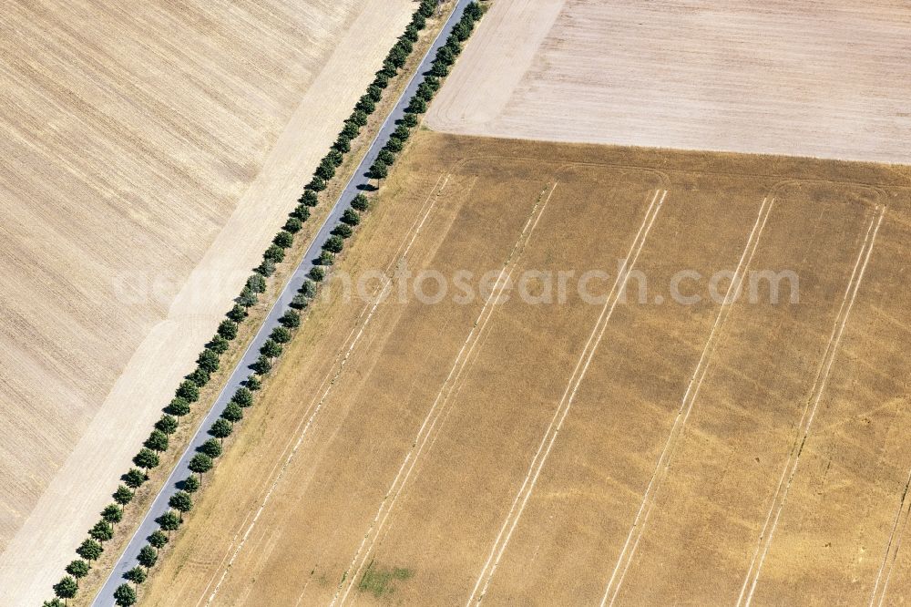 Bautzen from the bird's eye view: Row of trees on a country road on a field edge in Bautzen in the state Saxony, Germany