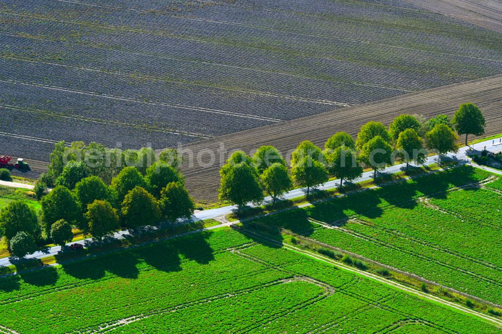 Bergfeld from above - Row of trees on a country road on a field edge in Bergfeld in the state Lower Saxony, Germany