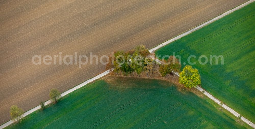 Aerial image Bönen - Row of trees on a country road on a field edge in Boenen in the state North Rhine-Westphalia, Germany