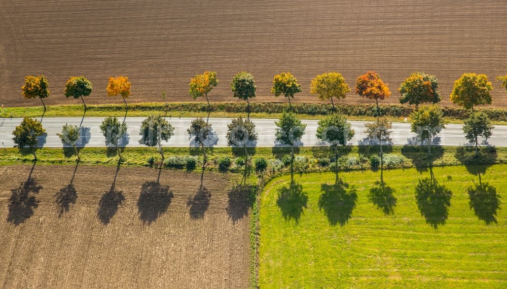 Aerial photograph Brilon - Row of trees on a country road on a field edge in Brilon in the state North Rhine-Westphalia