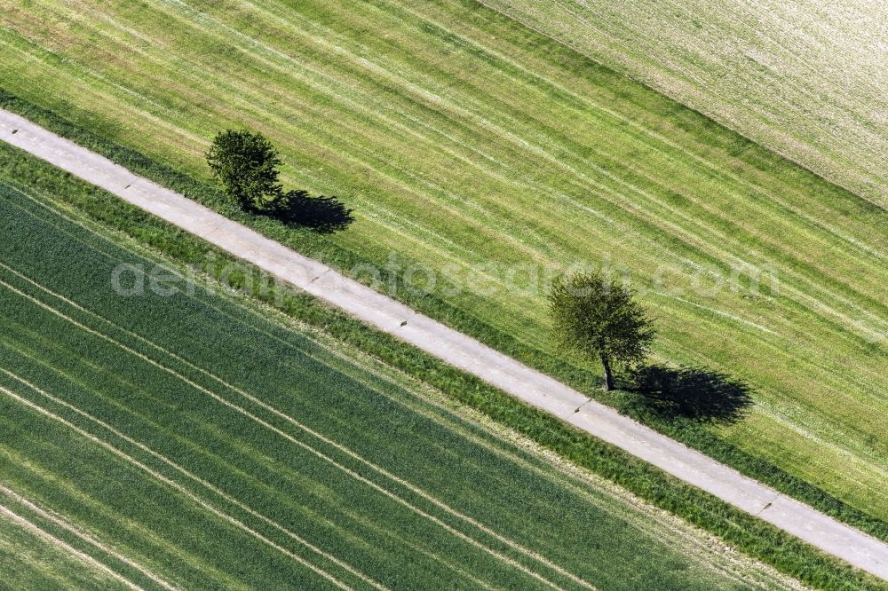 Aerial photograph Feldatal - Row of trees on a country road on a field edge in Feldatal in the state Hesse, Germany