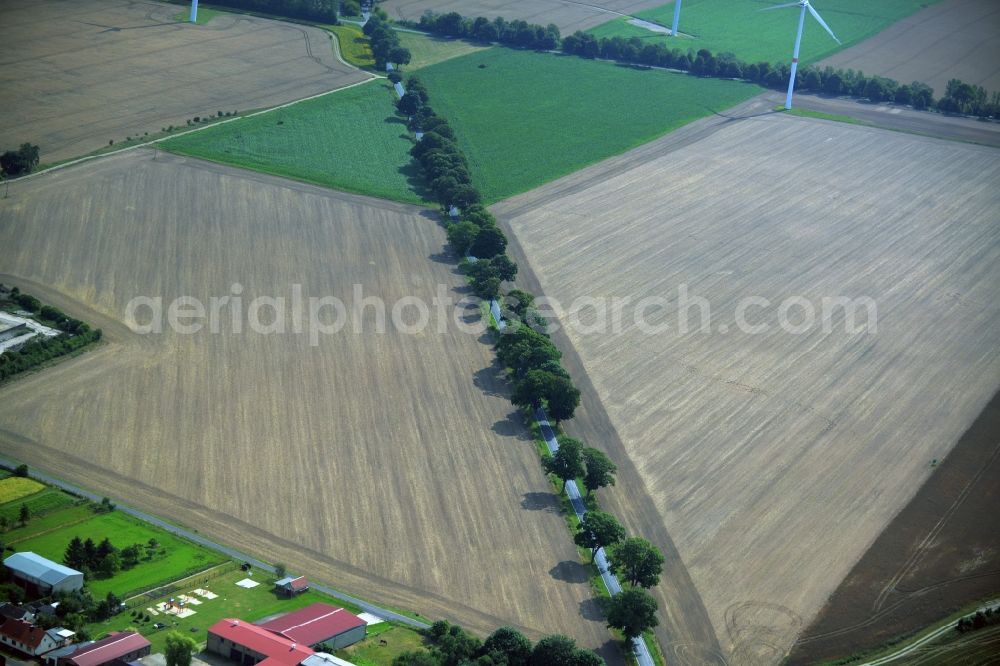 Beiersdorf-Freudenberg from the bird's eye view: Row of trees on a country road on a field edge in Beiersdorf-Freudenberg in the state Brandenburg