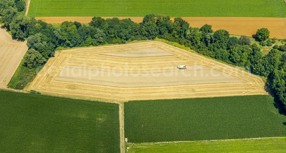 Aerial photograph Hattrop - Row of trees on a country road on a field edge in Hattrop in the state North Rhine-Westphalia, Germany