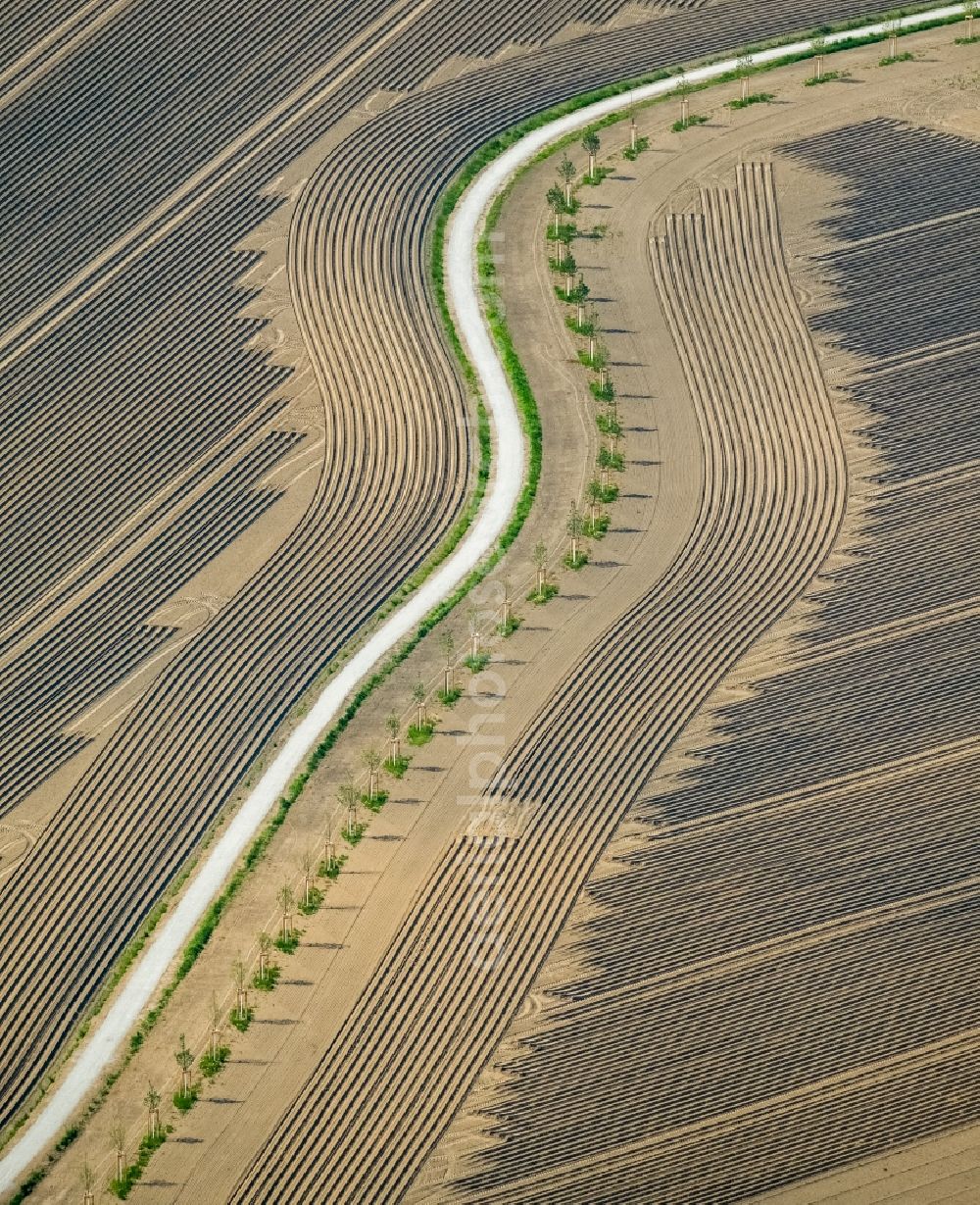 Aerial photograph Herne - Row of trees on a country road on a field edge in Herne in the state North Rhine-Westphalia, Germany