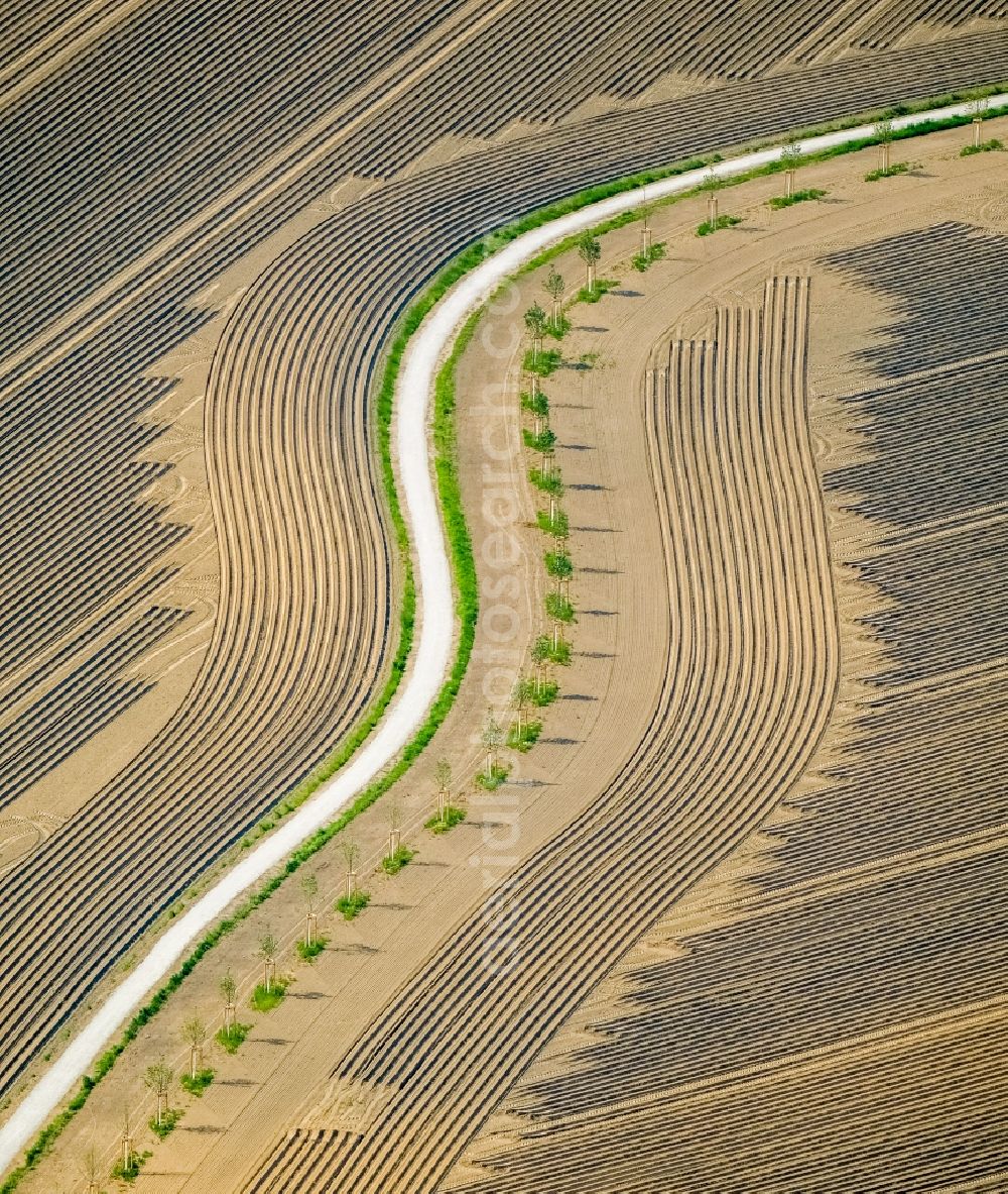 Herne from above - Row of trees on a country road on a field edge in Herne in the state North Rhine-Westphalia, Germany