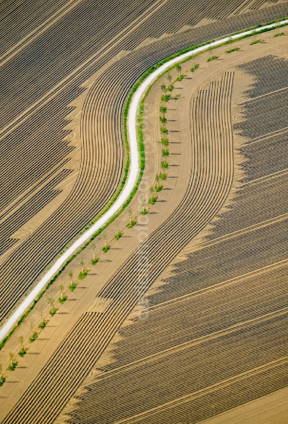 Herne from the bird's eye view: Row of trees on a country road on a field edge in Herne in the state North Rhine-Westphalia, Germany