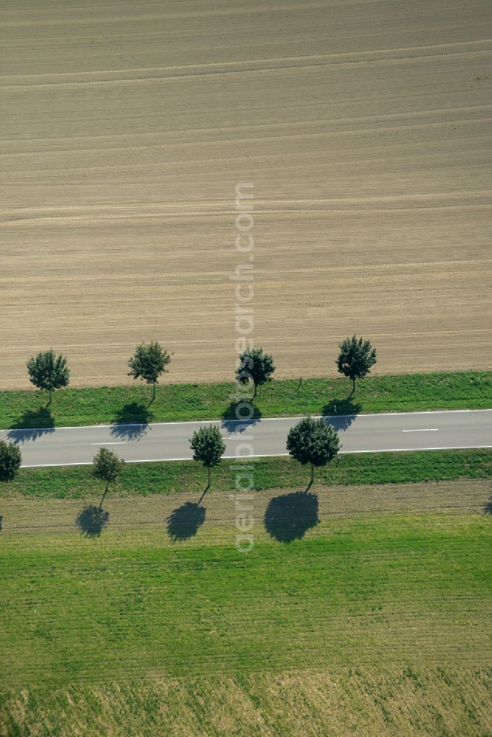 Hohenahlsdorf from the bird's eye view: Row of trees on the country road L715 on a field edge in the South of Hohenahlsdorf in the state of Brandenburg