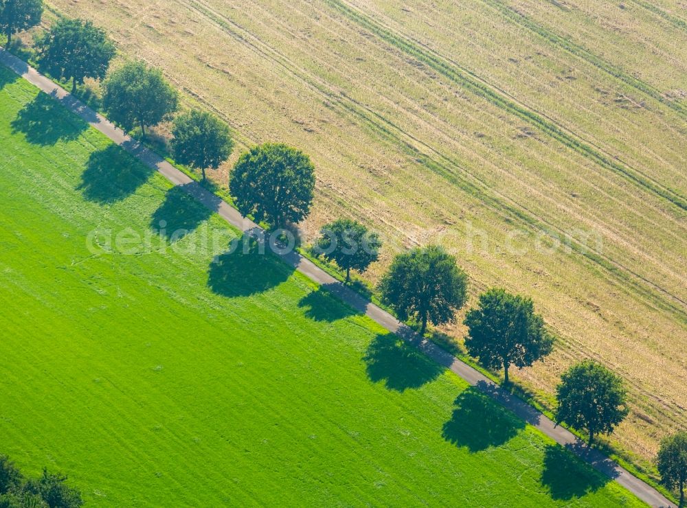 Kirchlengern from above - Row of trees on a country road on a field edge in Kirchlengern in the state North Rhine-Westphalia