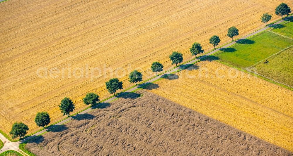 Aerial image Kirchlengern - Row of trees on a country road on a field edge in Kirchlengern in the state North Rhine-Westphalia