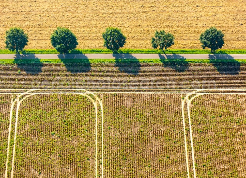 Aerial photograph Kirchlengern - Row of trees on a country road on a field edge in Kirchlengern in the state North Rhine-Westphalia