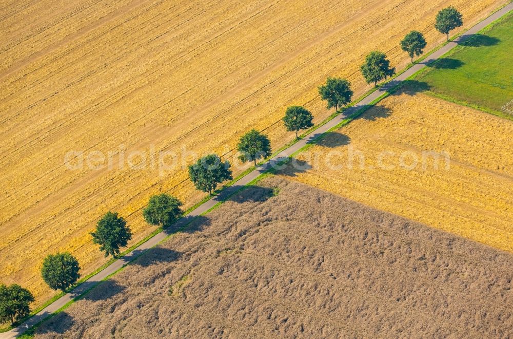 Kirchlengern from above - Row of trees on a country road on a field edge in Kirchlengern in the state North Rhine-Westphalia