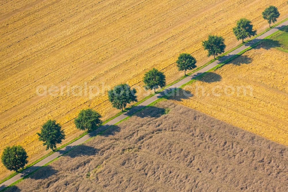 Kirchlengern from the bird's eye view: Row of trees on a country road on a field edge in Kirchlengern in the state North Rhine-Westphalia