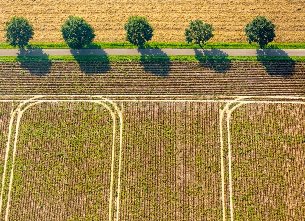 Aerial photograph Kirchlengern - Row of trees on a country road on a field edge in Kirchlengern in the state North Rhine-Westphalia