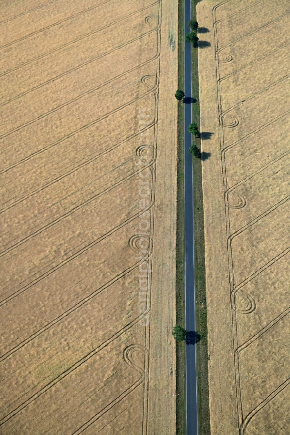 Aerial image Köpernitz - Row of trees on a country road on a field edge in Koepernitz in the state Brandenburg, Germany