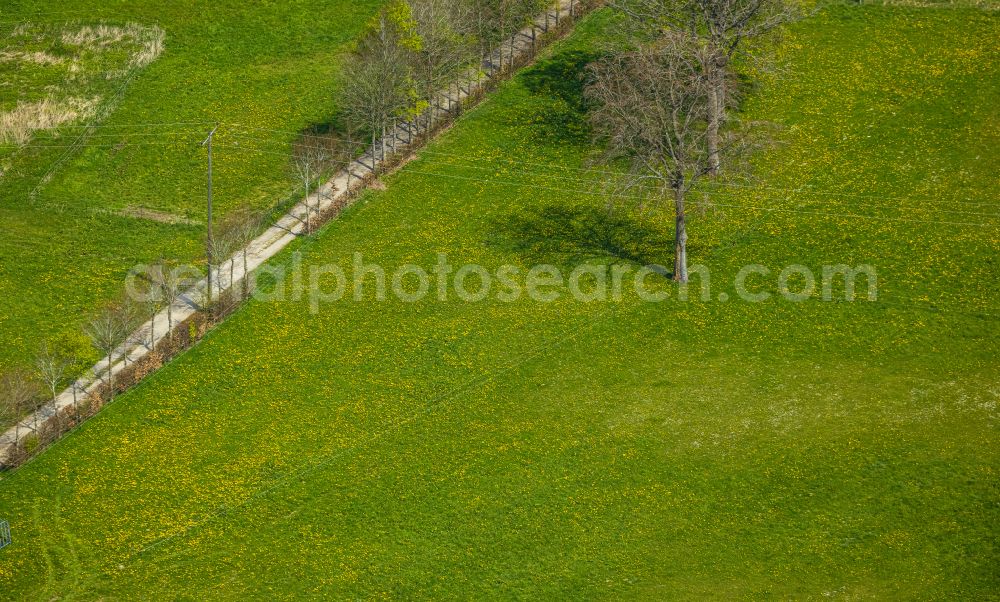 Aerial image Monschau - Row of trees on a country road on a field edge on street Schafstrift in Monschau in the state North Rhine-Westphalia, Germany