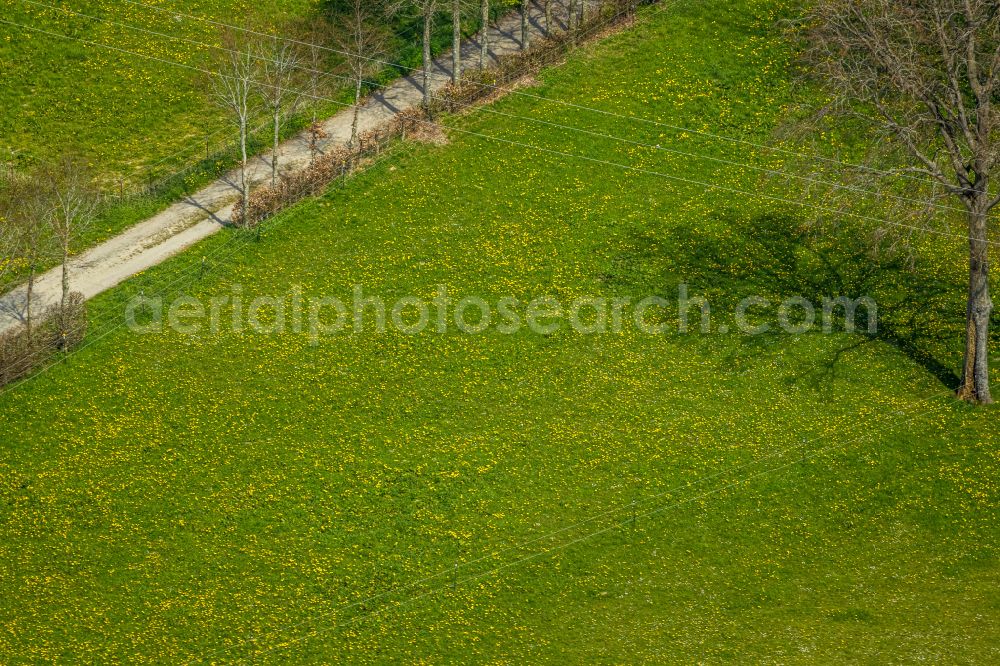 Aerial photograph Monschau - Row of trees on a country road on a field edge on street Schafstrift in Monschau in the state North Rhine-Westphalia, Germany