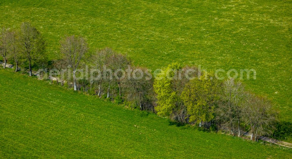 Monschau from above - Row of trees on a country road on a field edge on street Schafstrift in Monschau in the state North Rhine-Westphalia, Germany