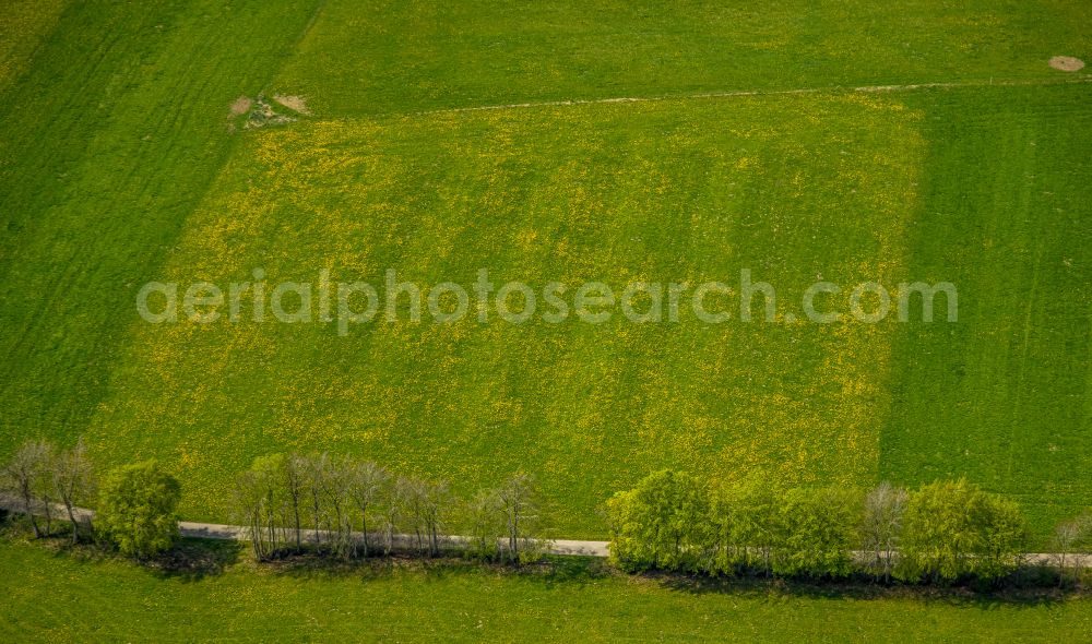 Aerial image Monschau - Row of trees on a country road on a field edge on street Schafstrift in Monschau in the state North Rhine-Westphalia, Germany