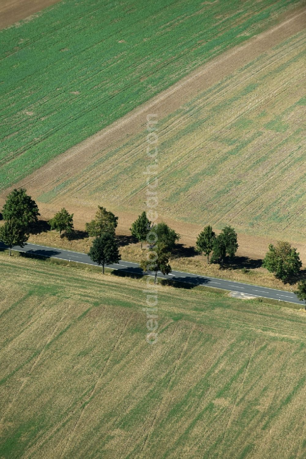 Roda from above - Row of trees beside the country road B7 on a field edge near Roda in the state Saxony