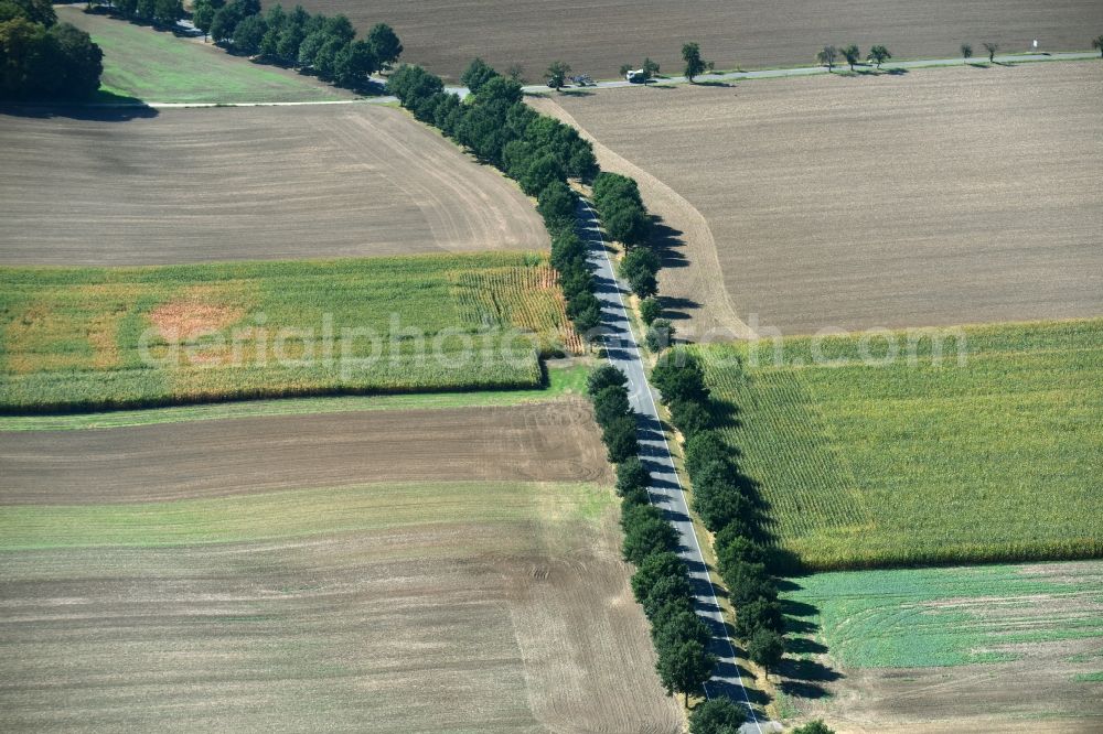 Roda from the bird's eye view: Row of trees beside the country road B7 with the Geithainer Strasse crossing it on a field edge near Roda in the state Saxony