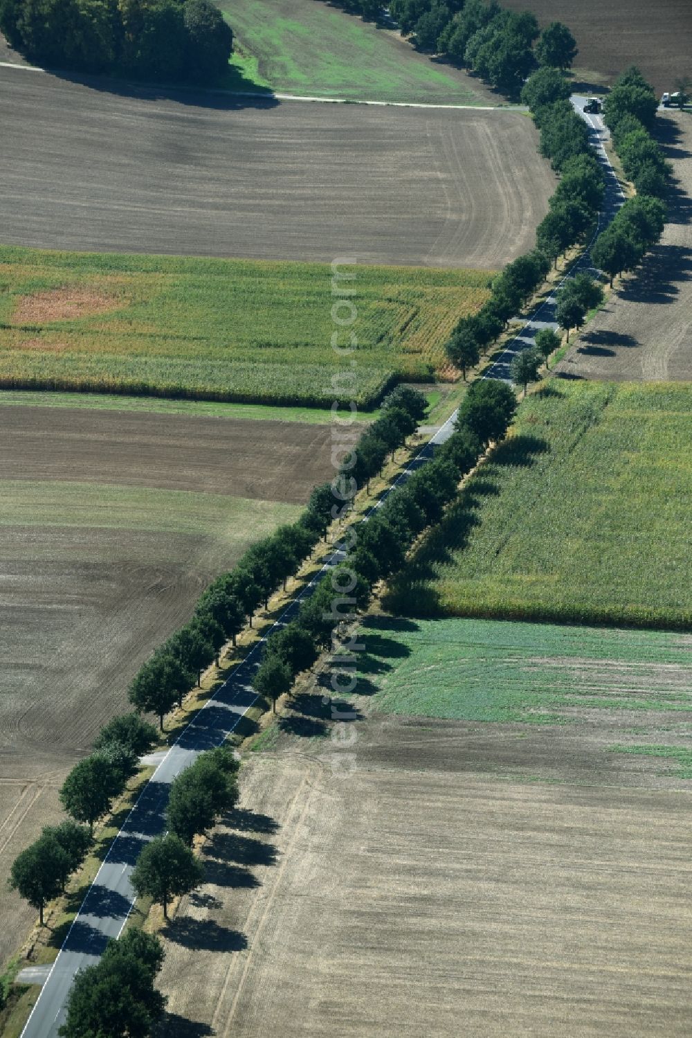 Aerial photograph Roda - Row of trees beside the country road B7 with the Geithainer Strasse crossing it on a field edge near Roda in the state Saxony