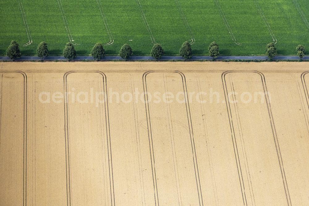 Pattensen from above - Row of trees on a country road on a field edge in Pattensen in the state Lower Saxony, Germany