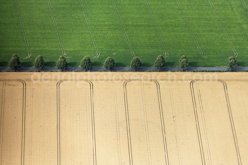 Pattensen from the bird's eye view: Row of trees on a country road on a field edge in Pattensen in the state Lower Saxony, Germany