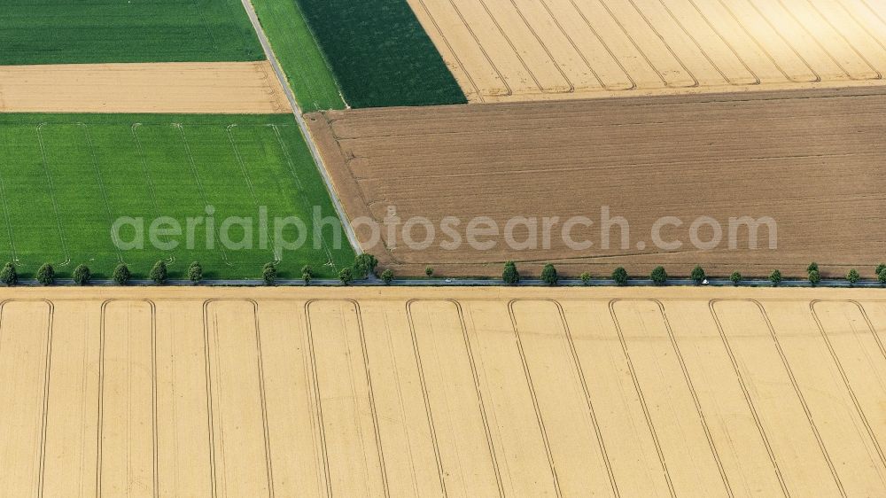 Aerial image Pattensen - Row of trees on a country road on a field edge in Pattensen in the state Lower Saxony, Germany