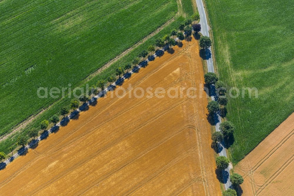 Aerial photograph Rosendahl - Row of trees on a country road on a field edge in Rosendahl in the state North Rhine-Westphalia, Germany