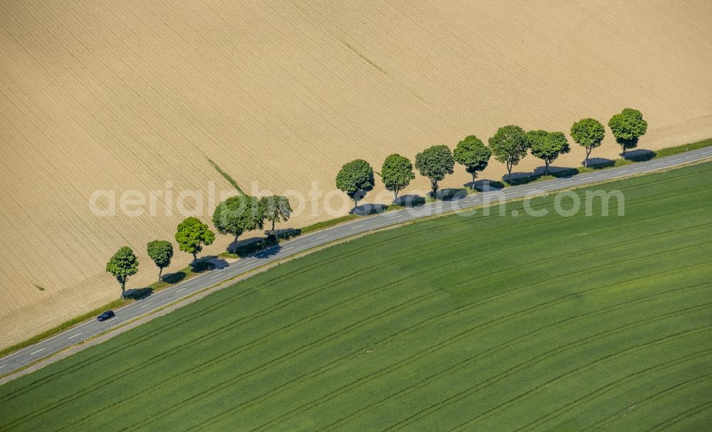 Aerial image Schmallenberg - Row of trees on a country road on a field edge in Schmallenberg in the state North Rhine-Westphalia