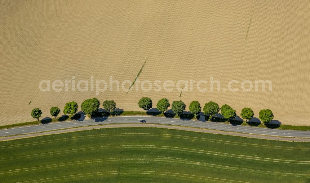 Aerial photograph Schmallenberg - Row of trees on a country road on a field edge in Schmallenberg in the state North Rhine-Westphalia