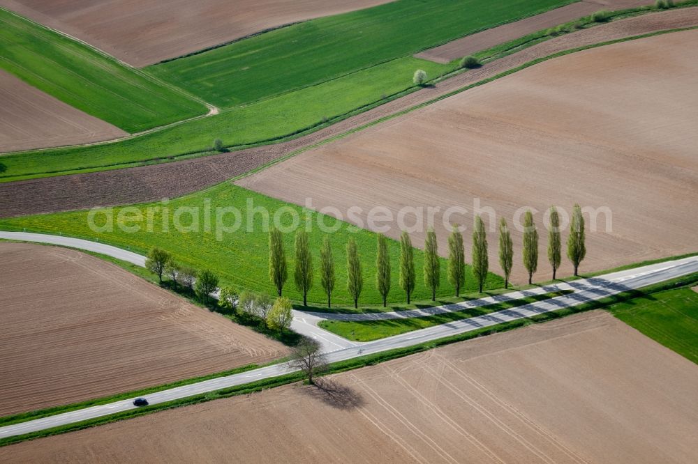 Seebach from the bird's eye view: Row of trees on a country road on a field edge in Seebach in Alsace-Champagne-Ardenne-Lorraine, France