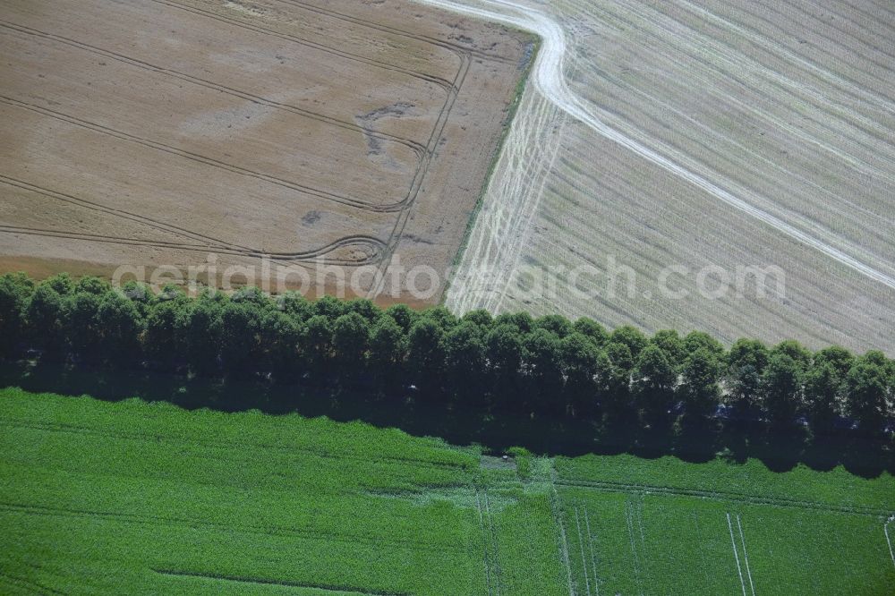 Aerial image Waldeck - Row of trees on a country road on a field edge in Waldeck in the state Mecklenburg - Western Pomerania