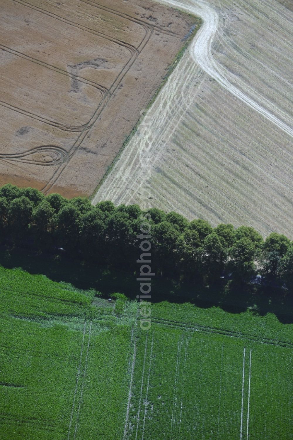 Aerial photograph Waldeck - Row of trees on a country road on a field edge in Waldeck in the state Mecklenburg - Western Pomerania