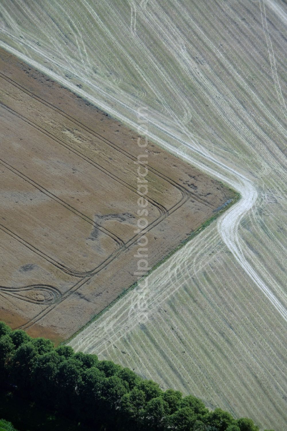 Waldeck from above - Row of trees on a country road on a field edge in Waldeck in the state Mecklenburg - Western Pomerania