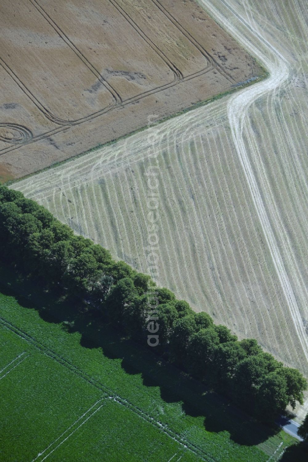 Waldeck from the bird's eye view: Row of trees on a country road on a field edge in Waldeck in the state Mecklenburg - Western Pomerania