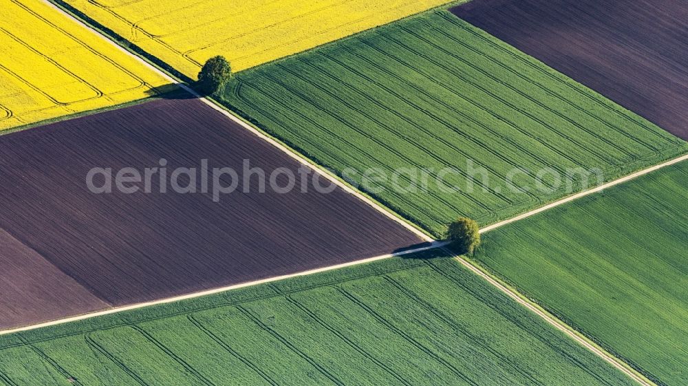 Wechingen from the bird's eye view: Row of trees on a country road on a field edge in Wechingen in the state Bavaria, Germany