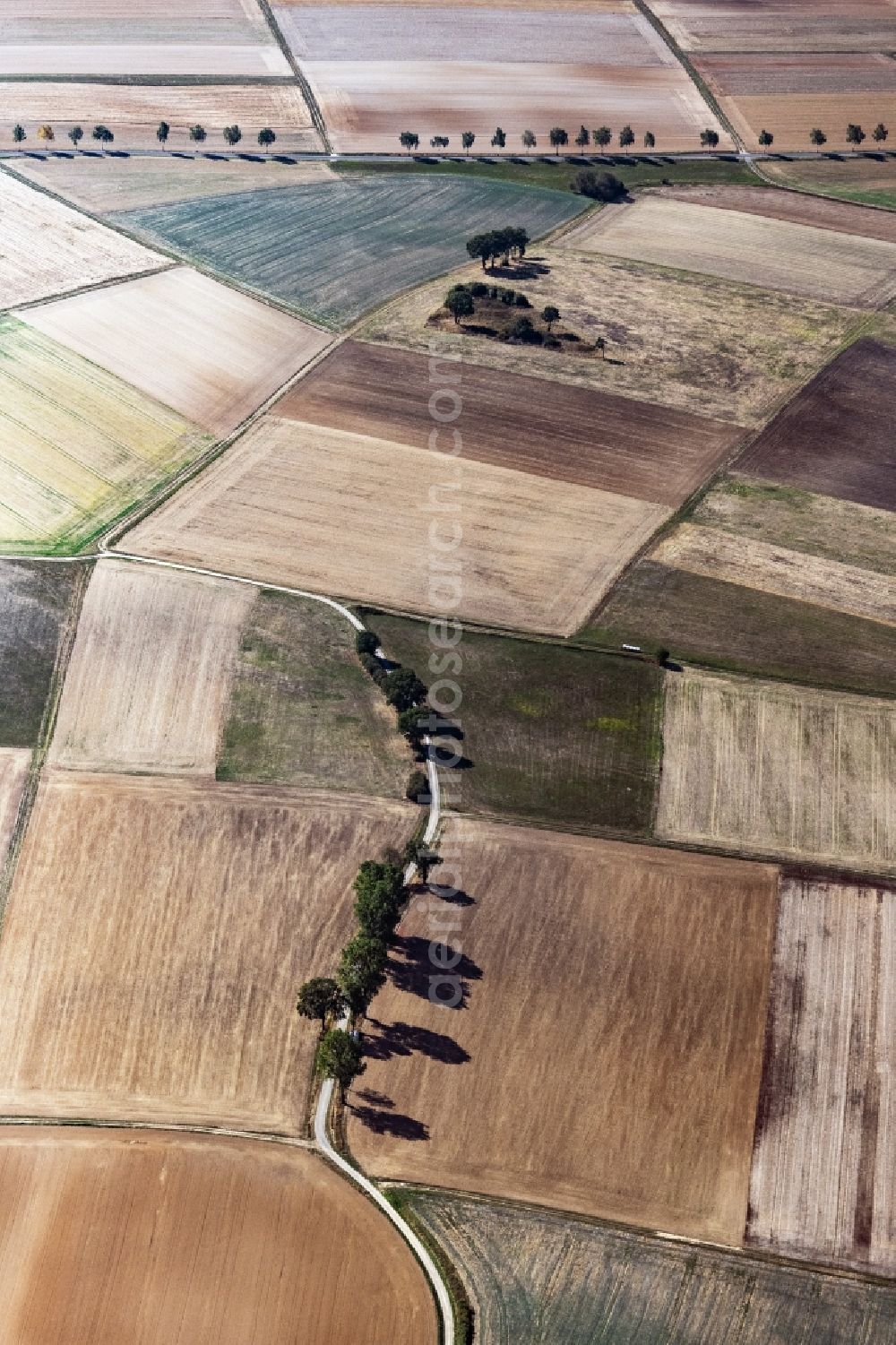 Aerial image Willingshausen - Row of trees on a country road on a field edge in Willingshausen in the state Hesse, Germany