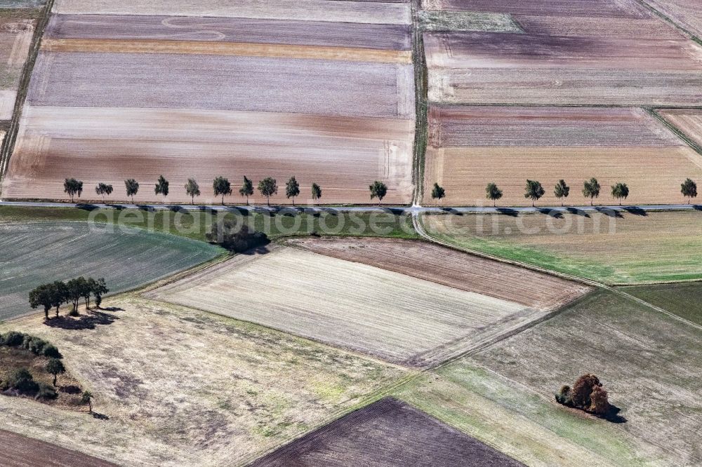 Willingshausen from above - Row of trees on a country road on a field edge in Willingshausen in the state Hesse, Germany