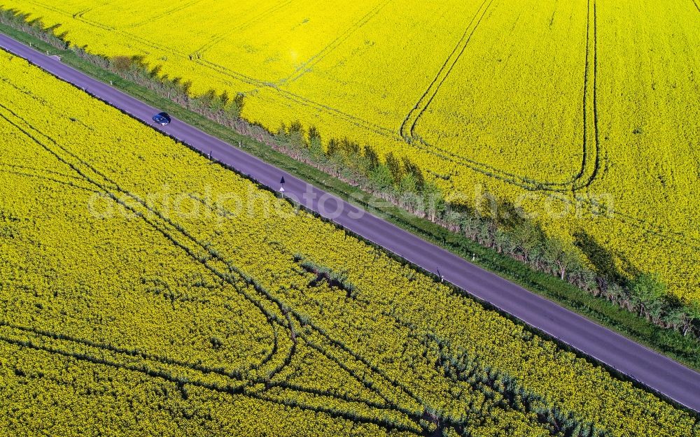 Aerial image Lebus - Row of trees on a country road on a yellow rapeseed field edge in the district Mallnow in Lebus in the state Brandenburg, Germany